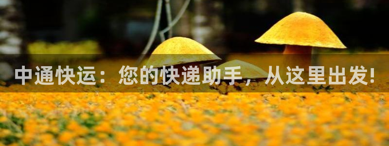 多多28黑款：中通快运：您的快递助手